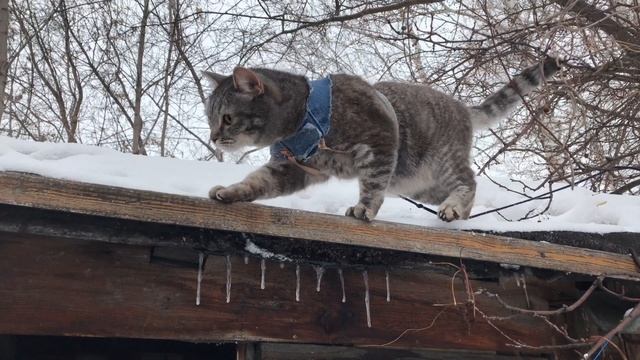 Кошка квакает на крыше смотреть онлайн