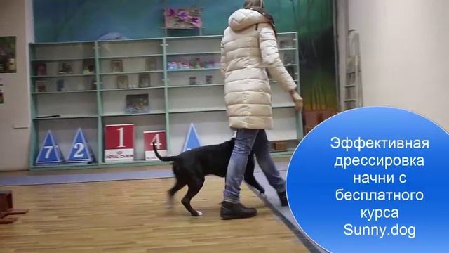 Особенности владельцев стаффорда смотреть онлайн