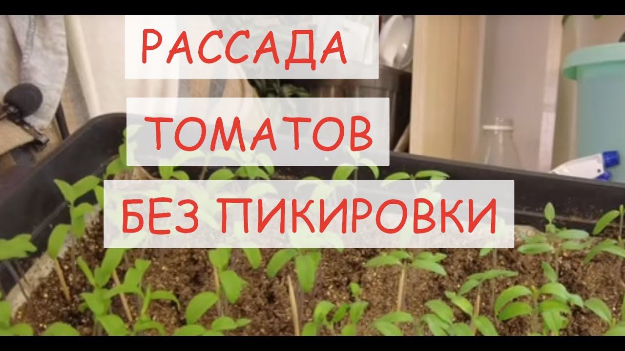 НОВЫЙ СПОСОБ ПОСЕВА ТОМАТОВ ДЛЯ ОТКРЫТОГО ГРУНТА БЕЗ ПИКИРОВКИ, С ЗАКАЛИВАНИЕМ В ТЕПЛИЦЕ #рассада смотреть онлайн