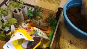 Почва для перевалки томатов. Грунт