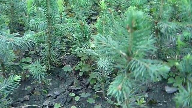 Голубая колючая ель Glauka 3-х летка. Сеянцы голубой ели смотреть онлайн