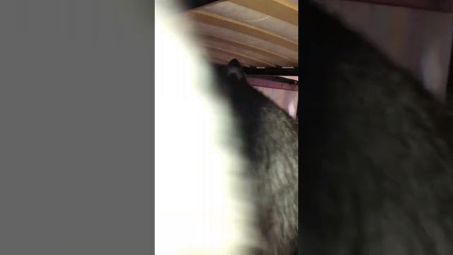 хаски и чиха - серьёзный разговор. смотреть онлайн