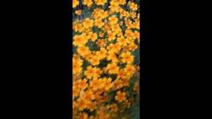 Находка для любого садовода!Бархатцы тонколистные!