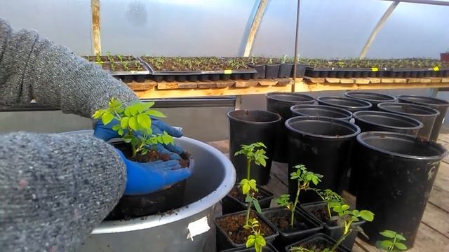 Как там перезимовали черенки роз в погребе? смотреть онлайн