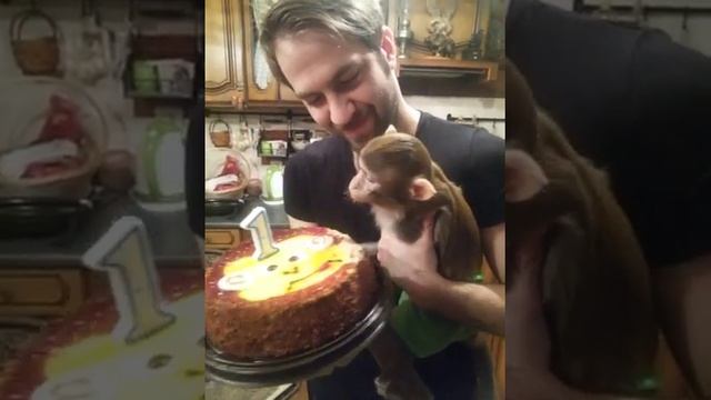 Обезьянка Семен задувает свечку на торте смотреть онлайн