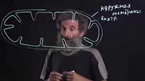 Цитология. Лекция 3. Митохондрия. Окштейн И.Л