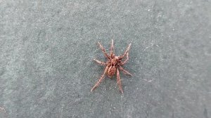 Паук бродяга ( лат.Eratigena agrestis)