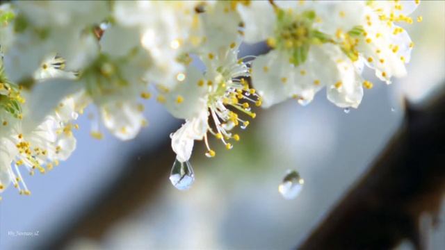 Roudeep - Azerbaijan  30 YEARS WAITING
