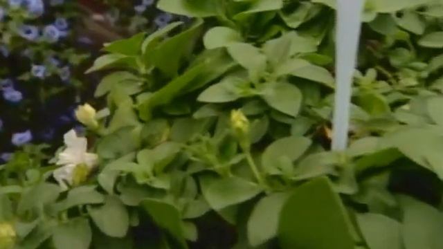 How Plants Are Tested смотреть онлайн