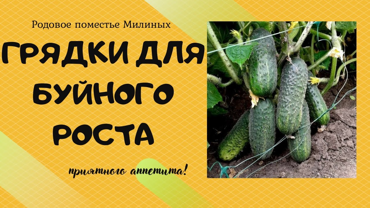 На такой грядке все бешено растет.