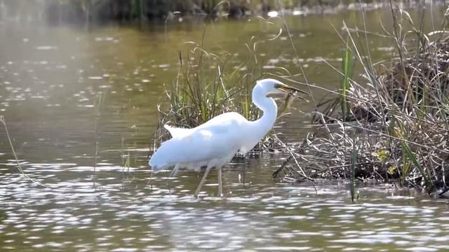 Great Egret hunting\ Большая белая цапля охотится смотреть онлайн