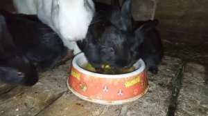Какие витамины Кроликам давать в воду поить или с кормом содержание их в траве и сене овощах