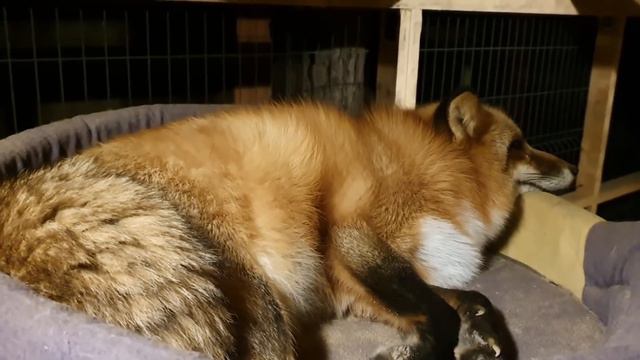 ЛИ СЯО. Алиса - Лиса. Лиса обожает виноград и очень фотогеничный Белый. Забавные моменты.