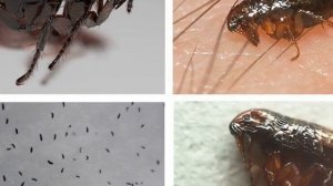 Блохи в квартире: это надо знать