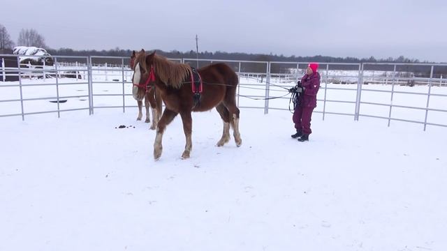 Начало работы с парой лошадей в "бочке". Нарушаем ТБ. смотреть онлайн