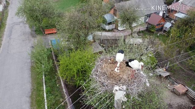 Гнездо аиста. Аисты высиживают своё потомство.