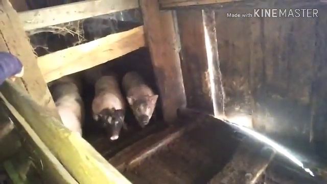 Кого же я опять приволокла в хозяйство?!🤔😱😵✌ смотреть онлайн