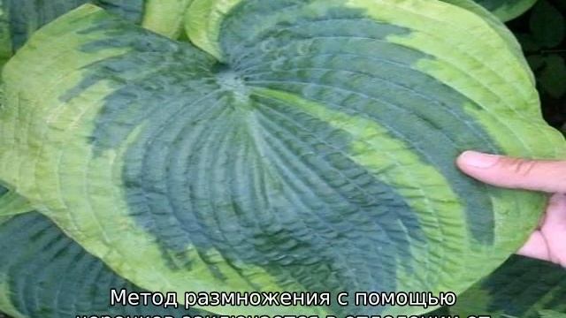 Хоста Фрэнсис Вильямс смотреть онлайн