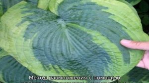 Хоста Фрэнсис Вильямс