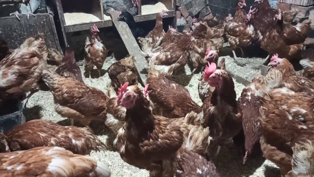 Вечернее кормление кур | Как живут куры 1-4 годовалые смотреть онлайн