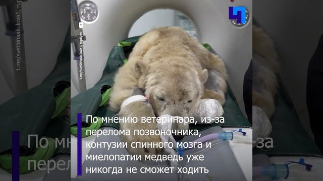 Раненый белый медведь из Красноярского края никогда не сможет ходить