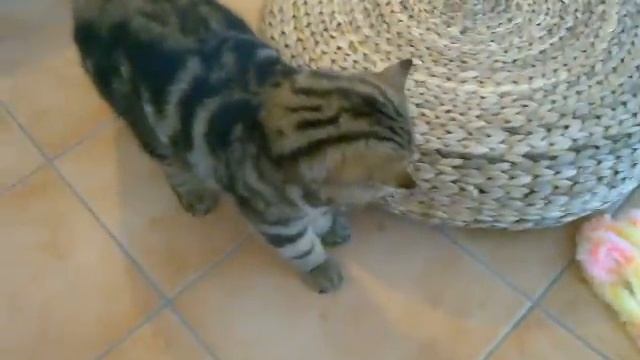 Exotic Brown Tabby ( Blanket) смотреть онлайн