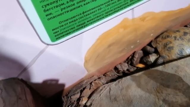 Посетили контактный зоопарк\Отдыхаем в Фанкидс смотреть онлайн