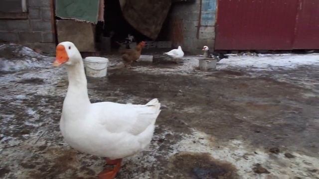 Спаривание гусей.Как спариваются гуси? Когда гусак начинает топтать гусынь? смотреть онлайн
