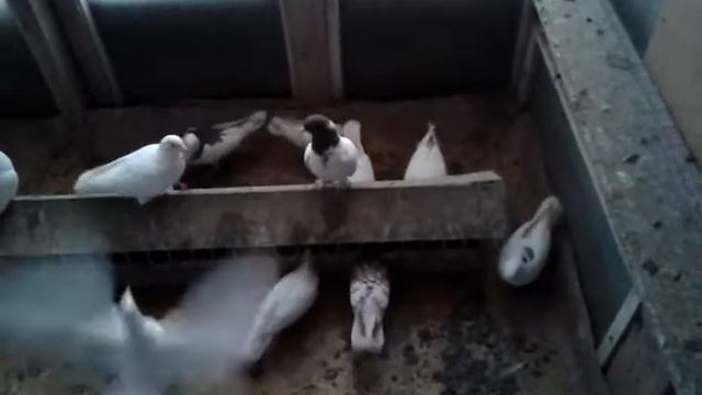 ижевские,бугульма,головатые,белые чехи смотреть онлайн