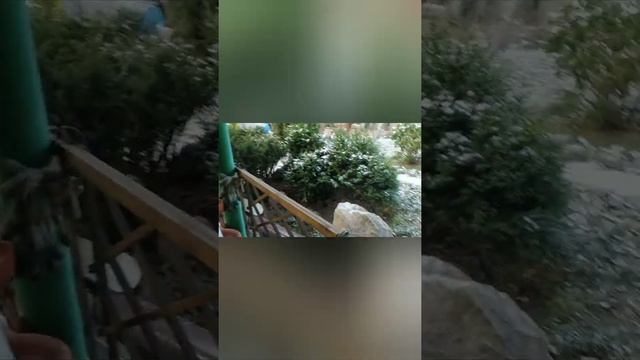 //ДОМАШНИЕ ПИТОМЦЫ//БЕРЕГИ ДРУЗЕЙ смотреть онлайн