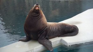 Москва, Московский зоопарк. Сивуч Миша.