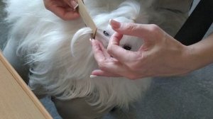 Уход за глазами и слезными дорожками у мальтезе. # малтезе_уход.