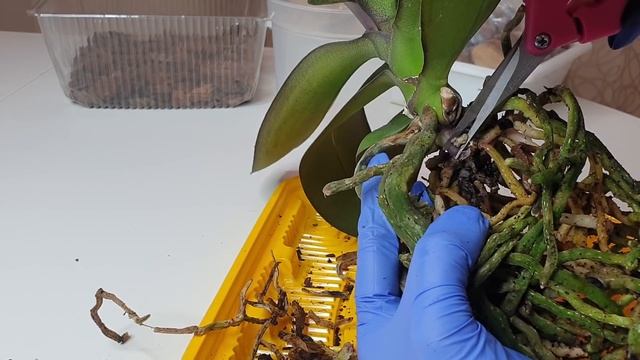 Так надо ПЕРЕСАЖИВАТЬ ОРХИДЕЮ // ПЕРЕСАДКА ОРХИДЕИ новой по всем ПРАВИЛАМ смотреть онлайн