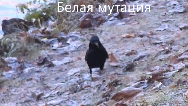 мутация вороны Corvus corone Mutation смотреть онлайн