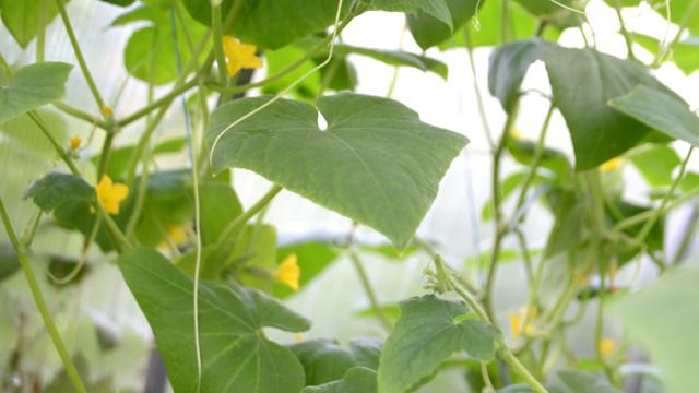 Огурцы на глазах завяжутся пучками! Просто полейте этим огурцы смотреть онлайн