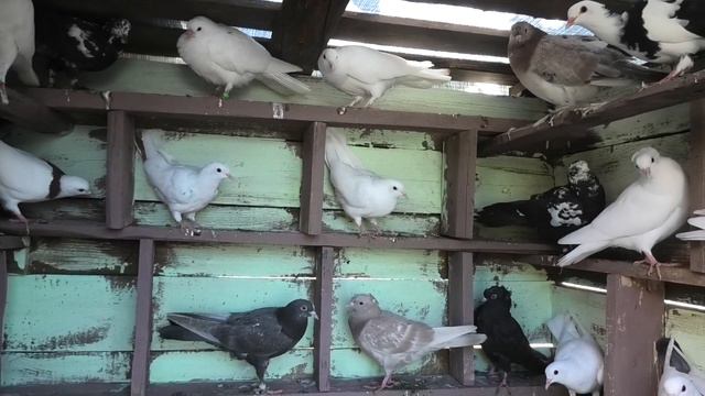 Голуби от Романа и Василия из Пятигорска на полигон! смотреть онлайн