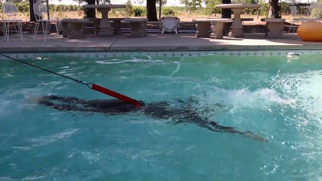 Swim Tether Pool Demo смотреть онлайн