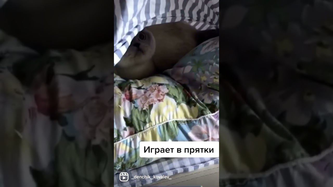 #игра #прятки #кошка смотреть онлайн