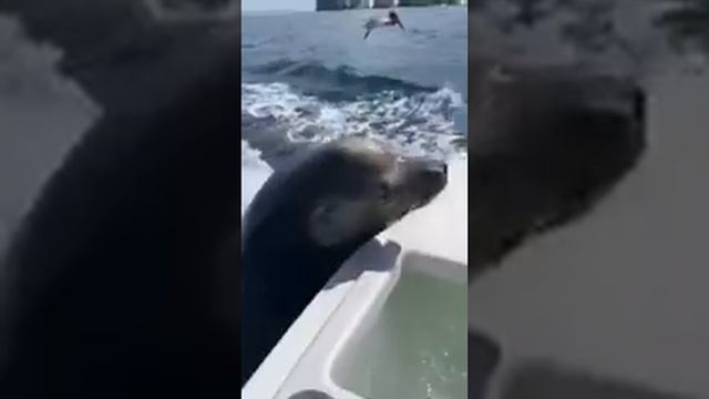 Морской котик ест рыбу на катере ? смотреть онлайн