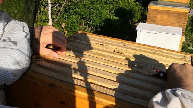 Осмотр медового магазина Дальневосточной пчелы. смотреть онлайн