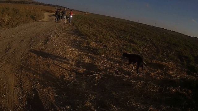 Прогулка с борзыми (уиппет и салюки) 2 смотреть онлайн