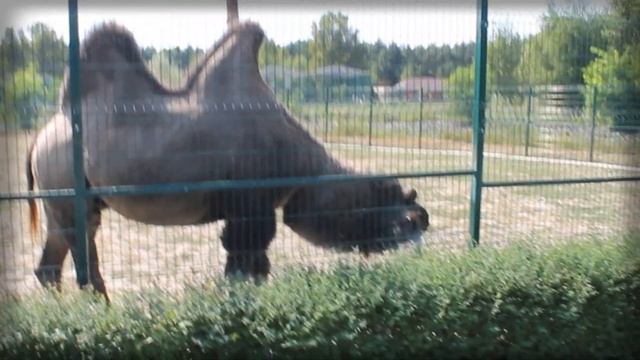 Джуманджи в Белгороде! Белгородский Динопарк Зоопарк Белгород смотреть онлайн