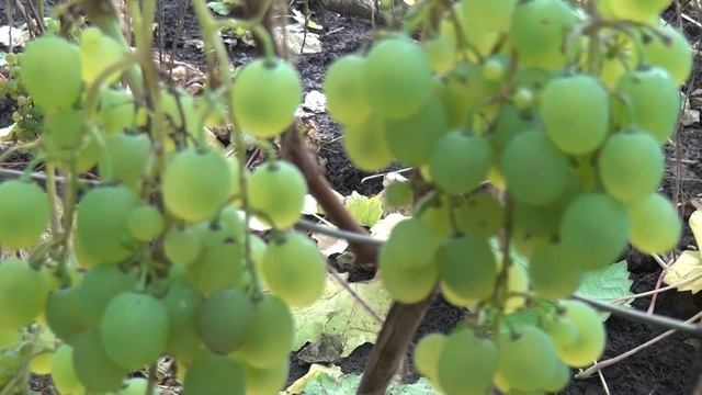 Питомник Садоград. Виноград "Мускат белый Шатилова" саженцы смотреть онлайн