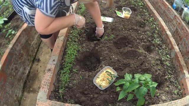 ОГУРЦЫ. Посадка в теплицу с опилок в грунт. смотреть онлайн