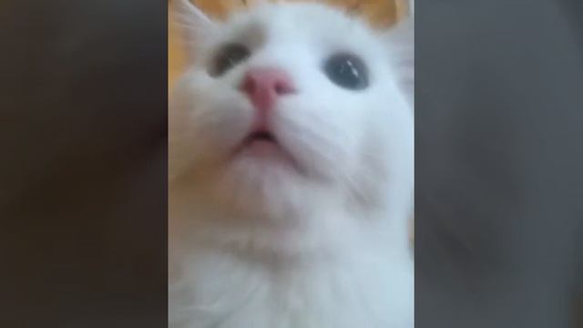 Агрессивный кот, шипит как змея!! смотреть онлайн