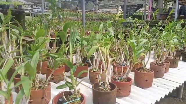 kok ada anggrek ekor tupai 🐿️ ya...minat chat WA :085646306509 смотреть онлайн