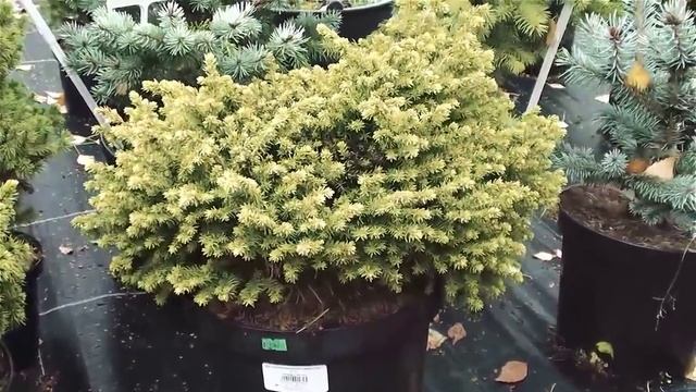 Хвойные растения для сада.Виды и сорта ели. Сайт "Садовый мир" смотреть онлайн