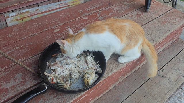 ЖАРЮ ШАШЛЫК САШИ НА ДЕНЬ РОЖДЕНЬЯ.