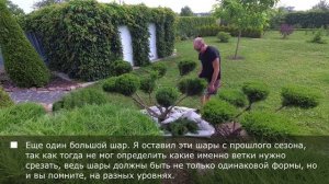 Можжевельник Mint Julep. Топиарная форма "Шары".