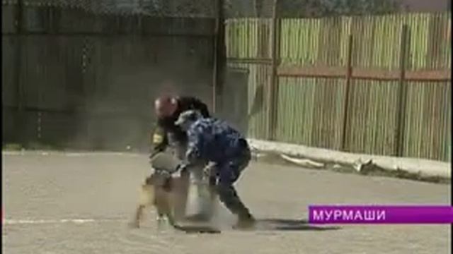 Стартовали соревнования кинологов уголовно исполнительной системы смотреть онлайн